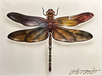 Chris DeRubeisArt titleDragonfly Mini Bg Wt 12X16